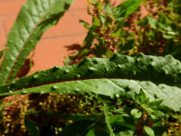 Helminthotheca echioides