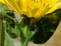 Helminthotheca echioides