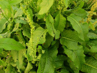 Rumex obtusifolius