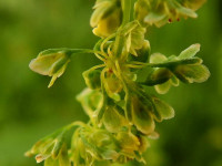 Rumex obtusifolius