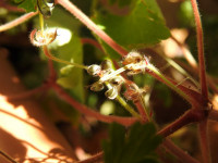 Geranium rotundifolium