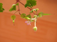 Geranium rotundifolium