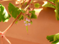 Geranium rotundifolium