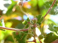 Geranium rotundifolium