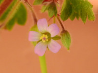 Geranium rotundifolium