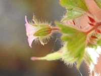 Geranium rotundifolium