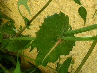 Sonchus arvensis