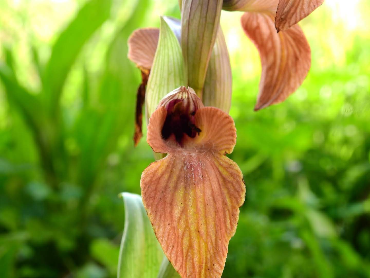 Serapias neglecta
