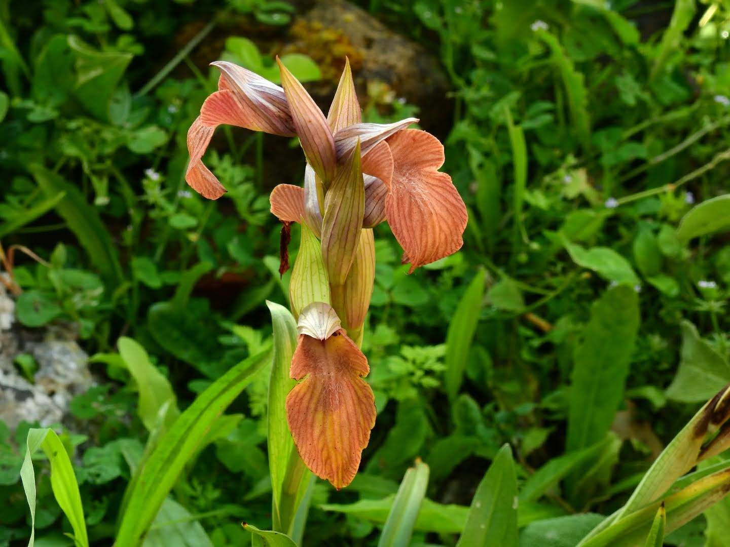 Serapias neglecta