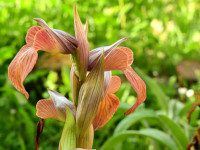 Serapias neglecta