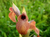 Serapias neglecta