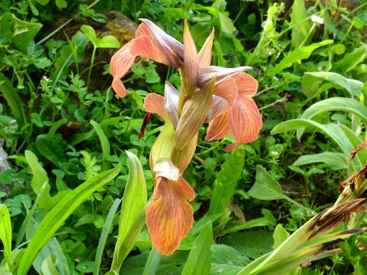 Serapias neglecta
