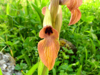 Serapias neglecta