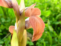 Serapias neglecta