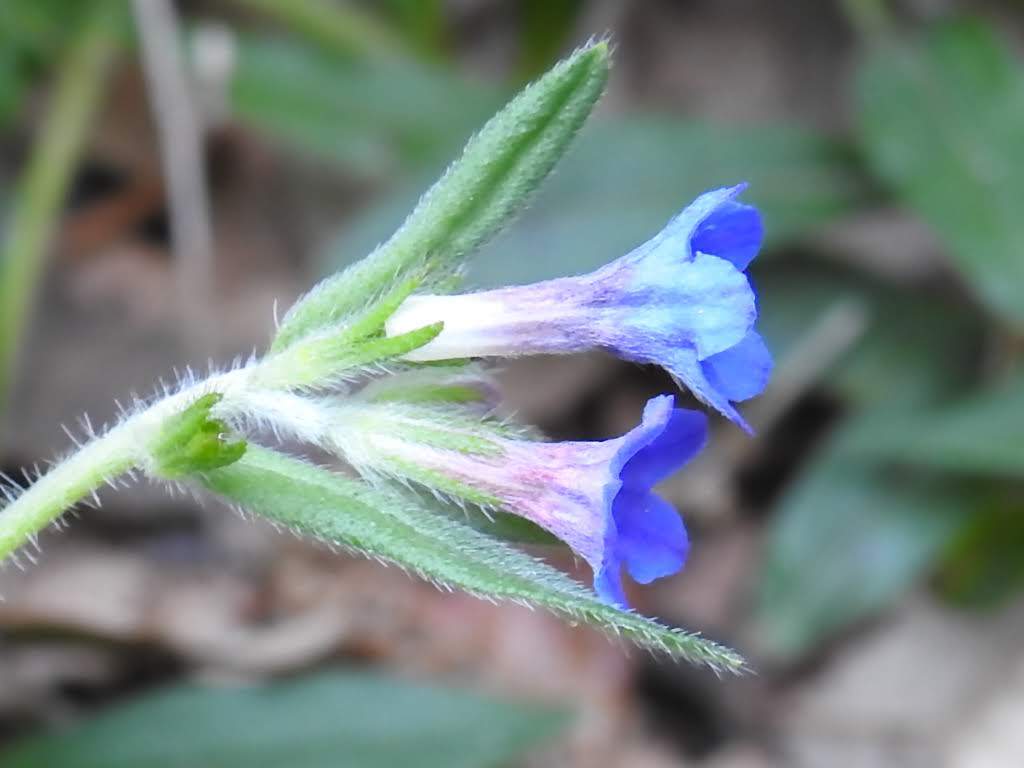 Aegonychon purpurocaeruleum