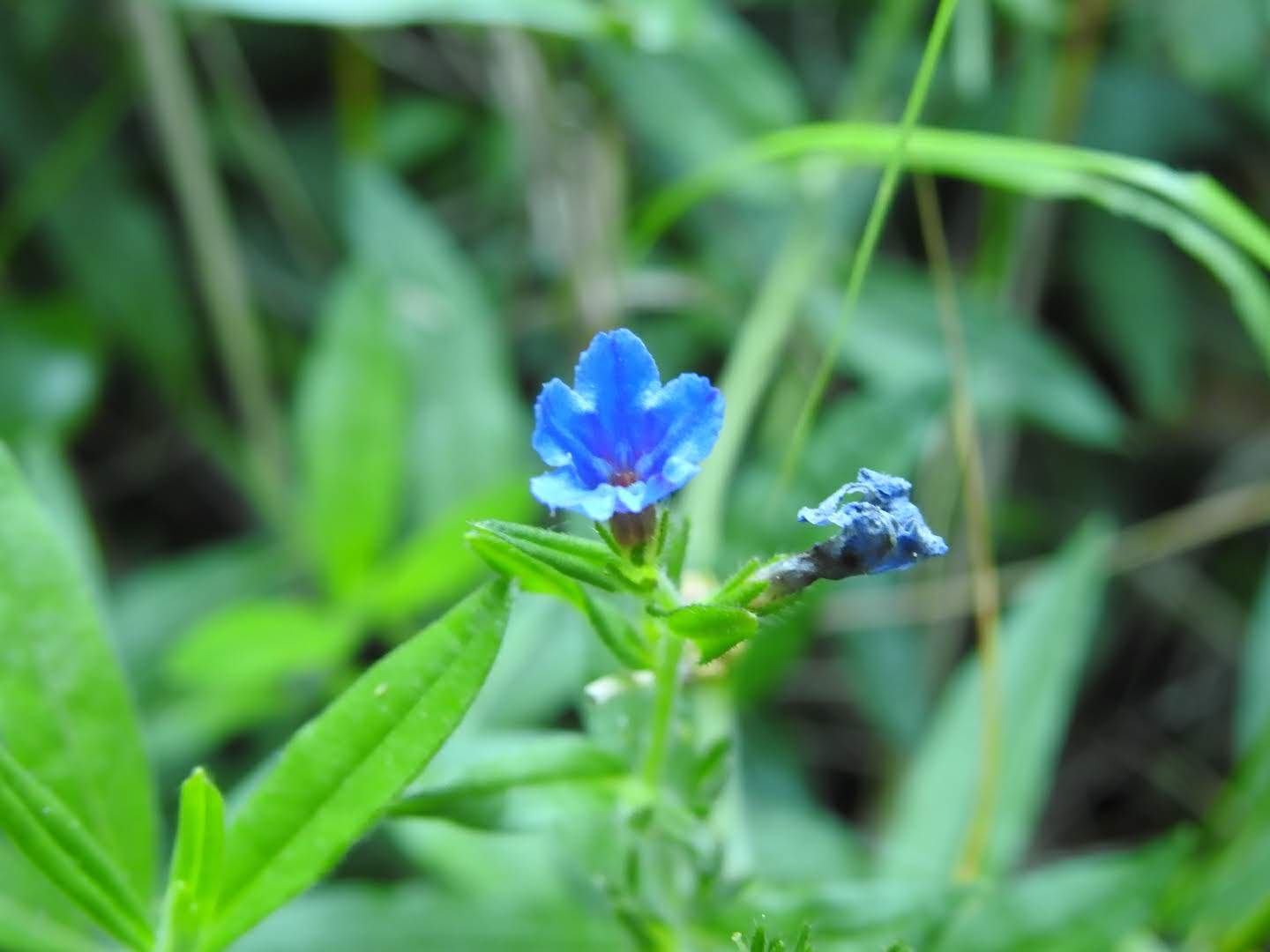 Aegonychon purpurocaeruleum