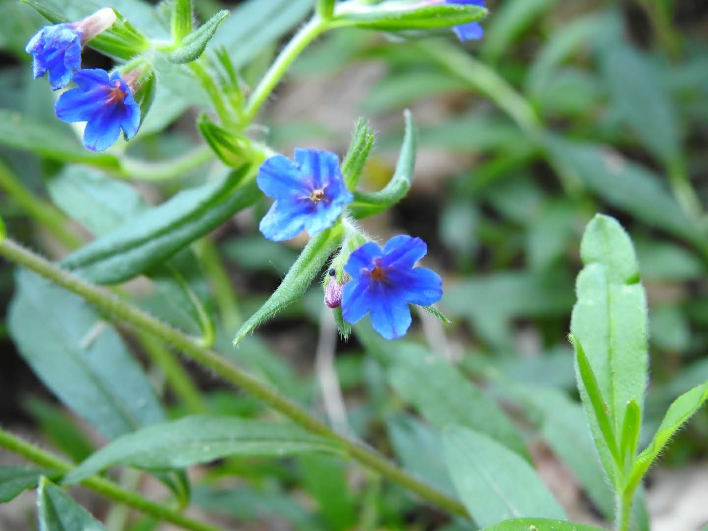 Aegonychon purpurocaeruleum