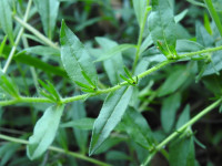 Aegonychon purpurocaeruleum