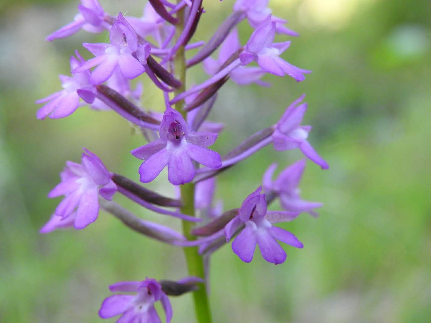 Anacamptis pyramidalis