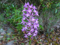 Anacamptis pyramidalis