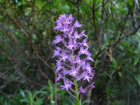 Anacamptis pyramidalis