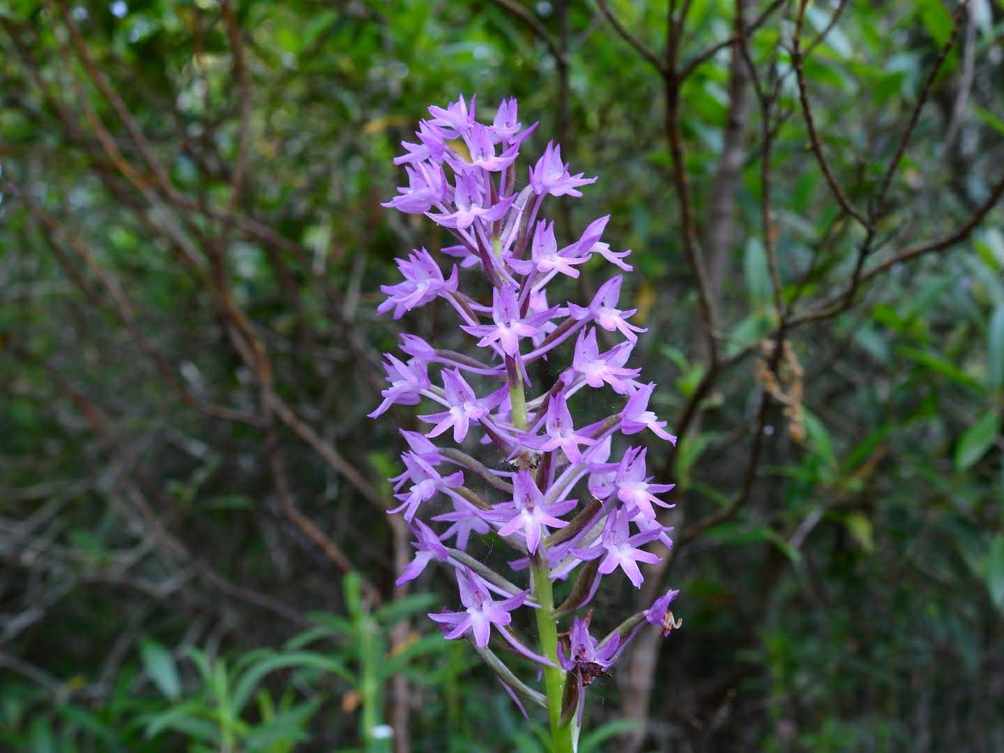 Anacamptis pyramidalis