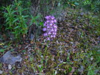 Anacamptis pyramidalis