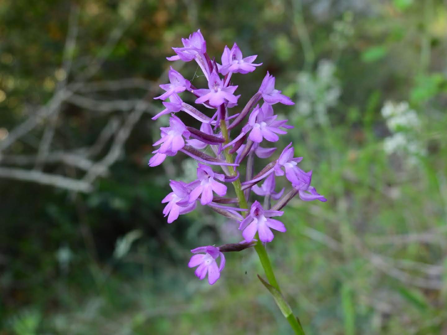Anacamptis pyramidalis