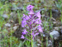 Anacamptis pyramidalis