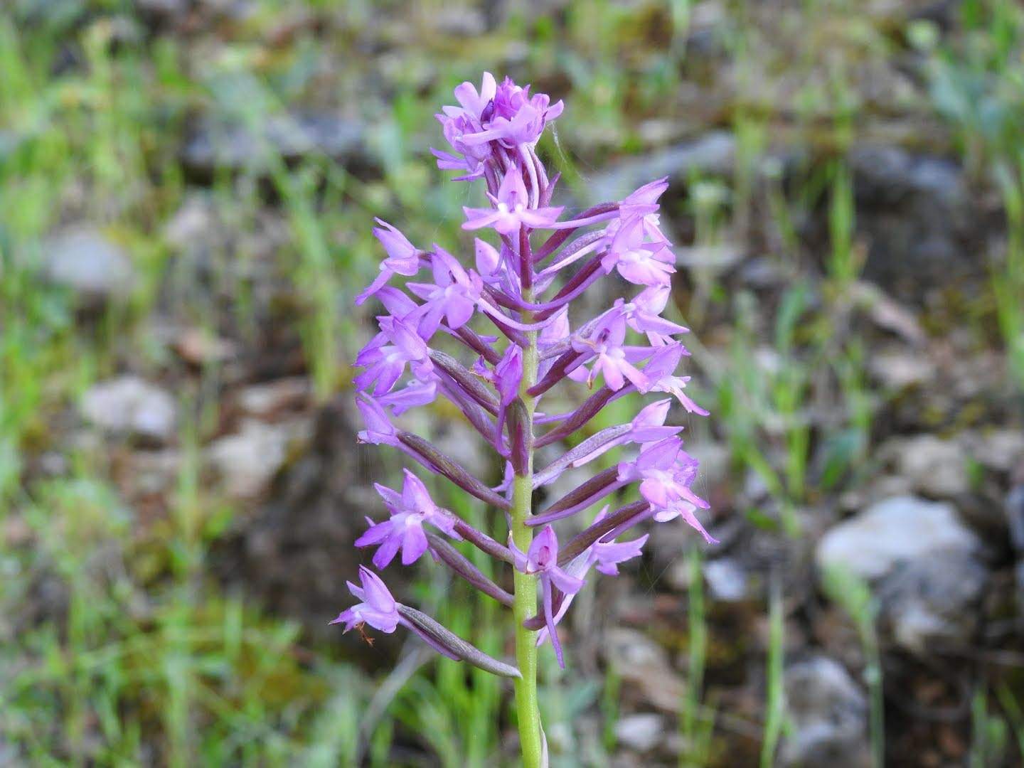 Anacamptis pyramidalis