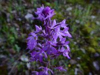 Anacamptis pyramidalis