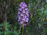 Anacamptis pyramidalis