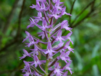 Anacamptis pyramidalis