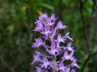 Anacamptis pyramidalis