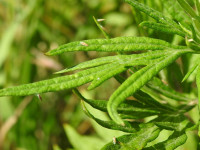 Artemisia verlotiorum