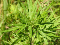 Artemisia verlotiorum