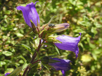 Campanula medium