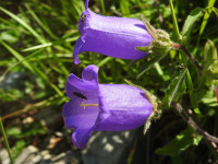 Campanula medium