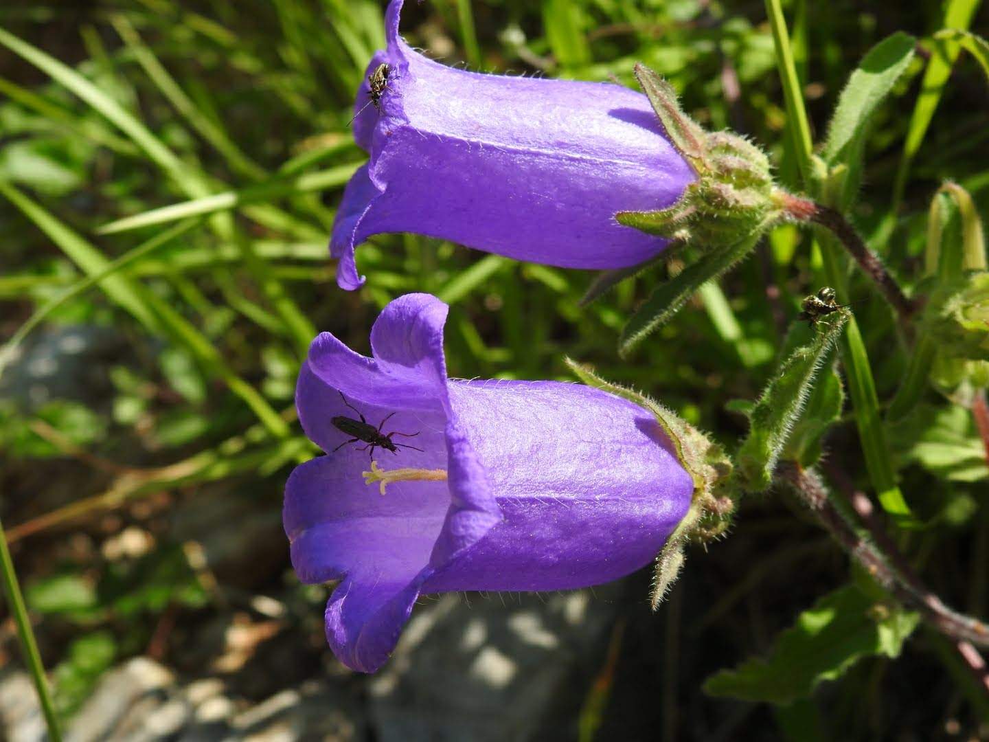 Campanula medium