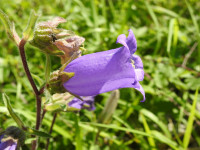 Campanula medium