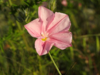 Convolvulus cantabrica