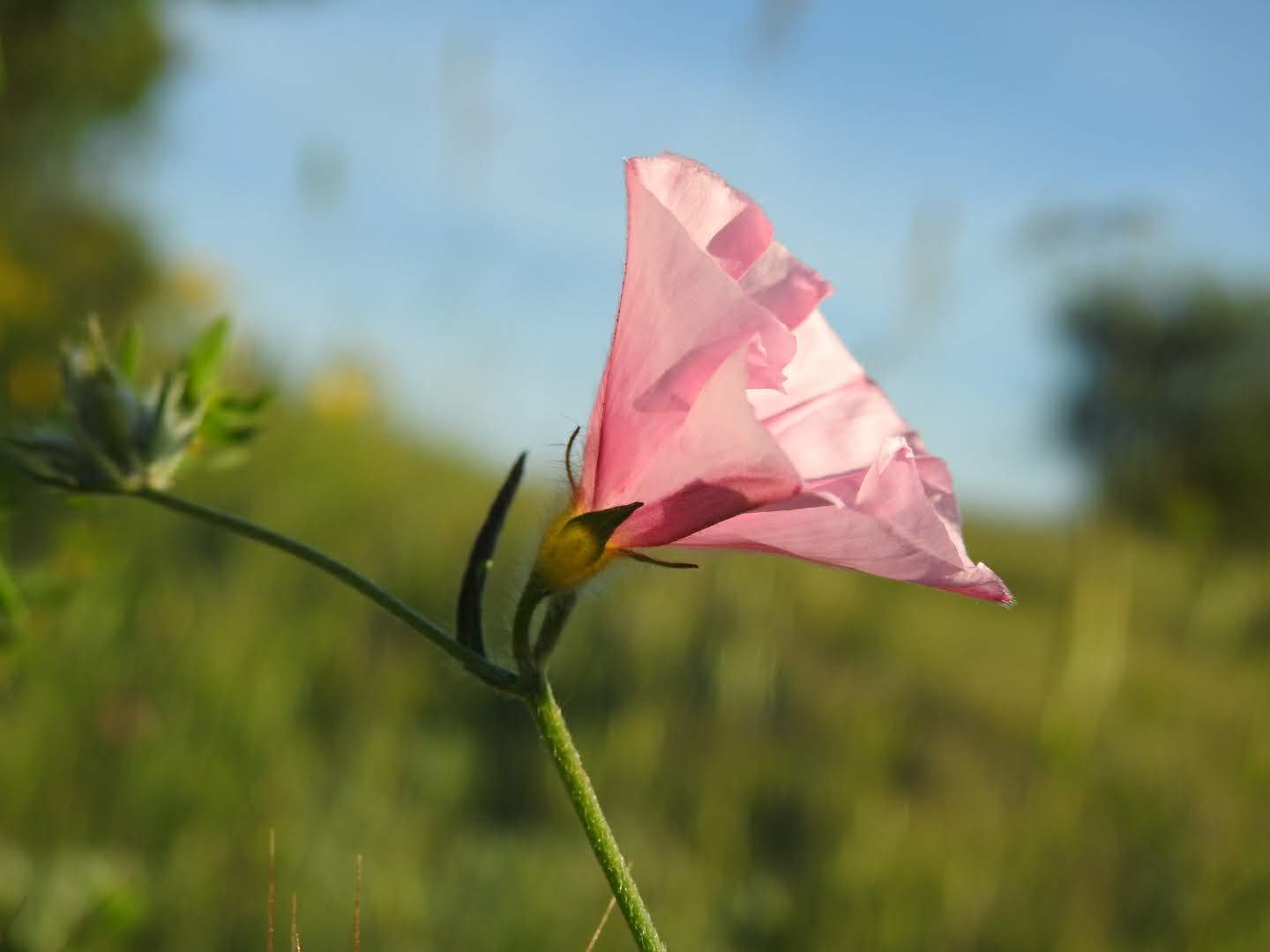 Convolvulus cantabrica