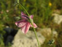 Convolvulus cantabrica