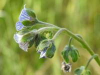 Cynoglossum creticum