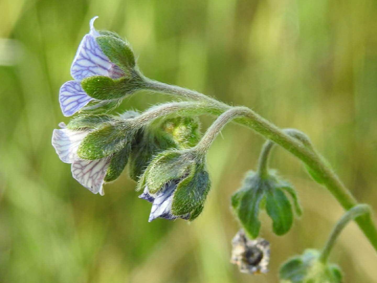 Cynoglossum creticum