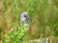 Cynoglossum creticum
