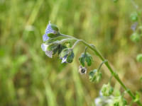 Cynoglossum creticum