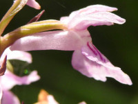 Dactylorhiza maculata