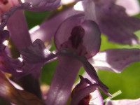 Dactylorhiza maculata