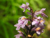 Dactylorhiza maculata